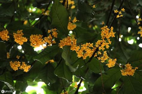 桂樹種植|桂花